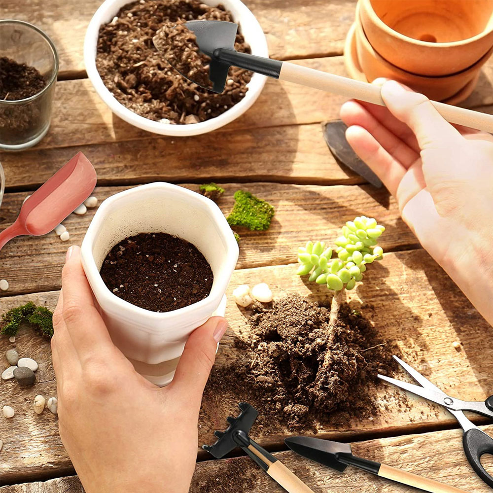 Sukkulenten Werkzeuge Mini Gar – Bonsai Garden Miniature Bewertung und Preis